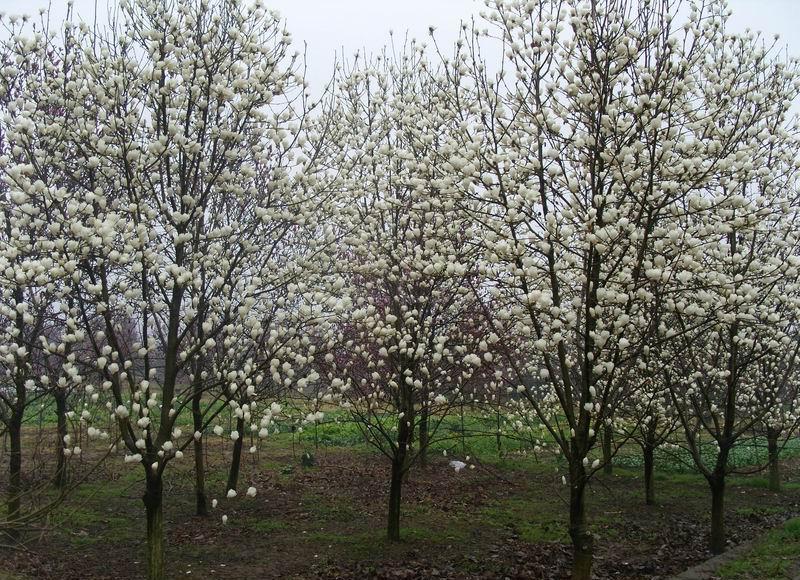 Magnolia alba